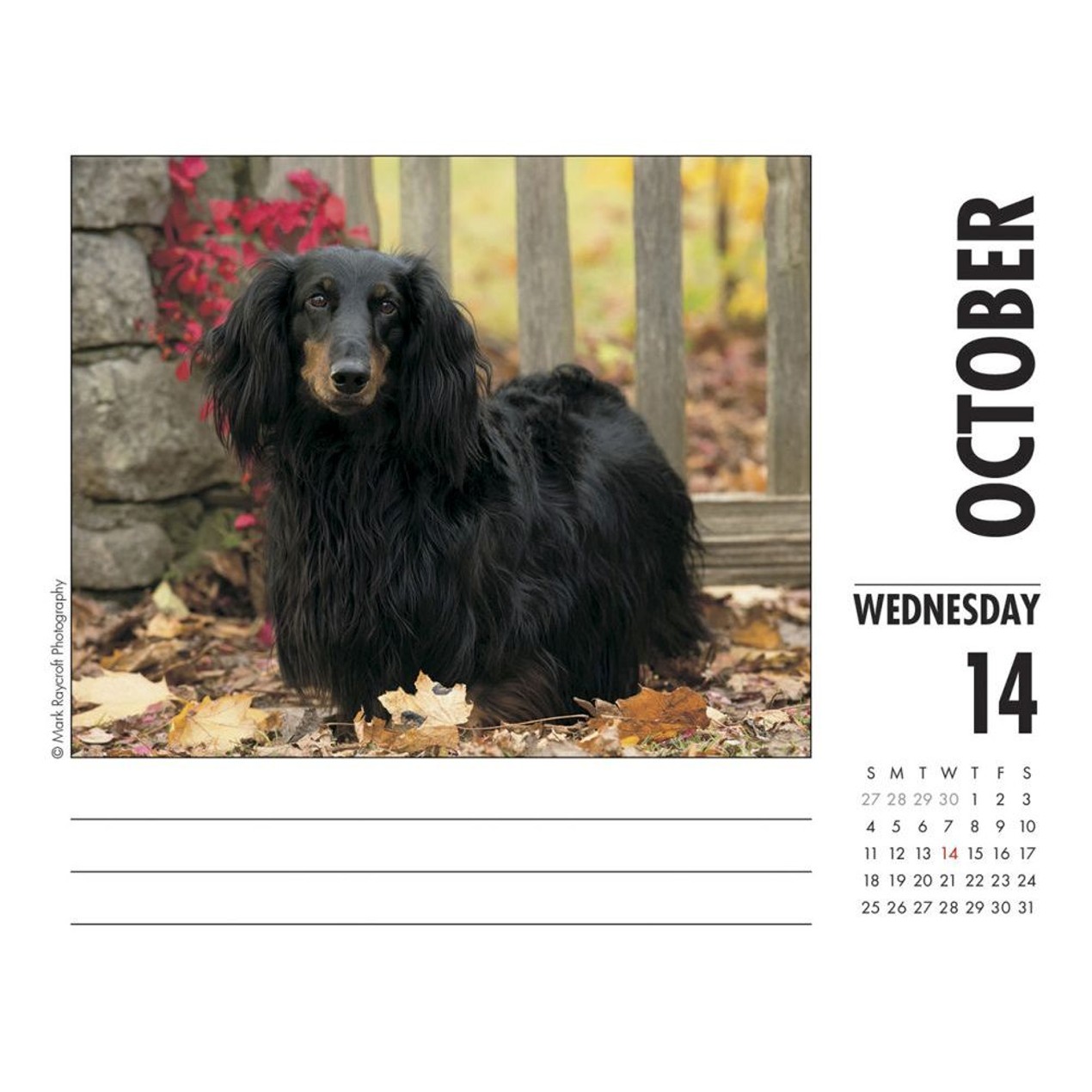 Dachshunds Desk Calendar, Dachshund by Calendars Tanga