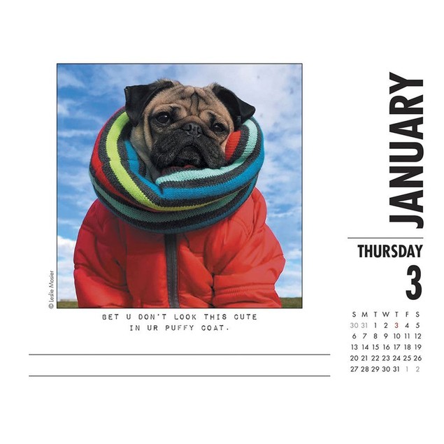 Doug The Pug Desk Calendar By Willow Creek Press Tanga doug-the-pug-desk-calendar-by-willow-creek-press-tanga