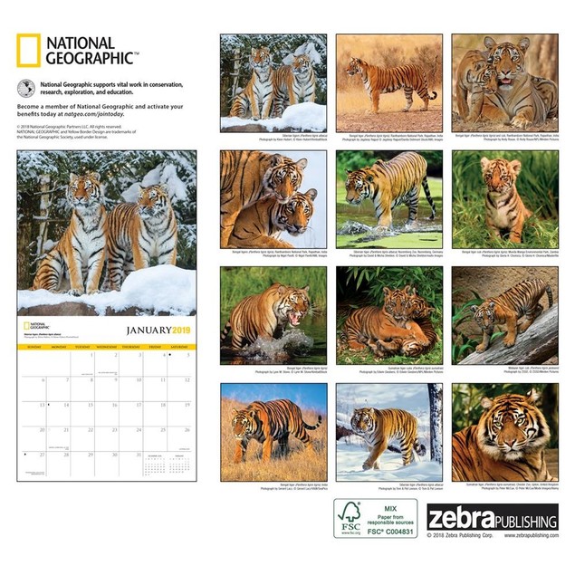 Tigers National Geographic Wall Calendar, by ZEBRAS Tanga