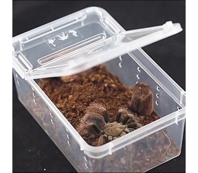 Transparent Amphibian Insect Reptile Breeding Box Transport Feeding ...