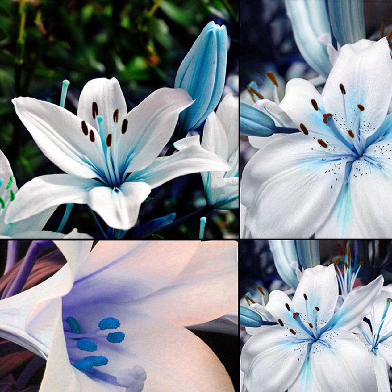 50Pcs Blue Rare Lily Bulbs Seeds Planting Lilium Flower Home Bonsai