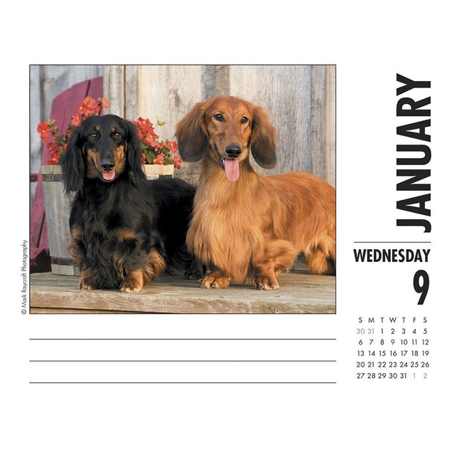 Dachshunds Desk Calendar,  by Willow Creek Press