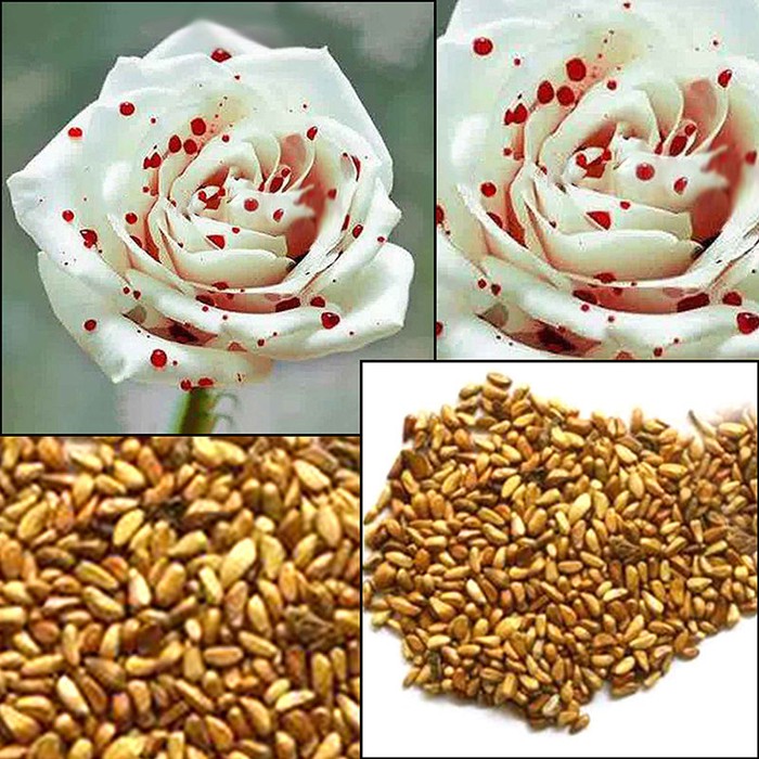 Как выглядят семена розы из китая Как выглядят семена розы из китая