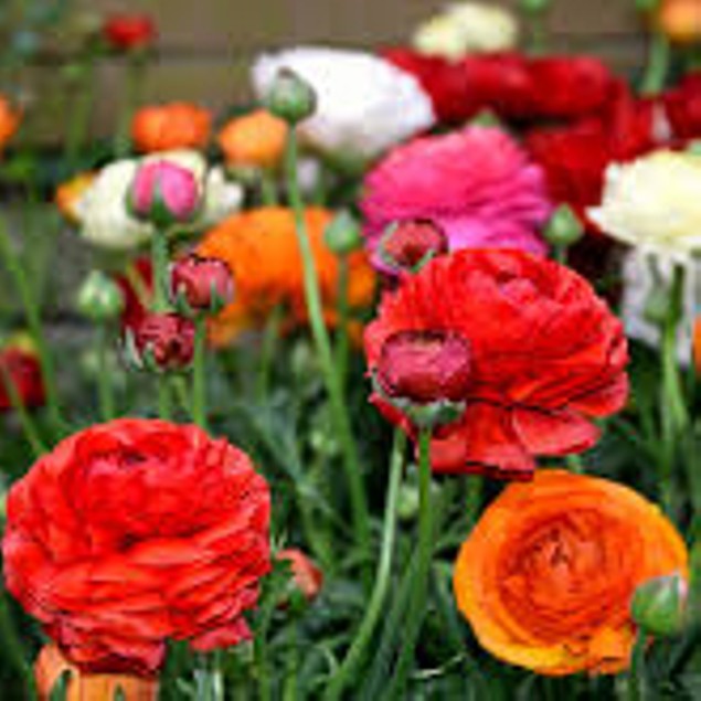 Mixed Ranunculus Flower Bulbs - Tanga