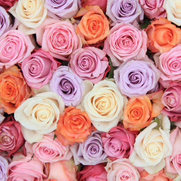Dget Fresh Roses Rose Farmers 2 Dozen Long Stem Luxury Farm Fresh Roses Voucher ( 24 ...