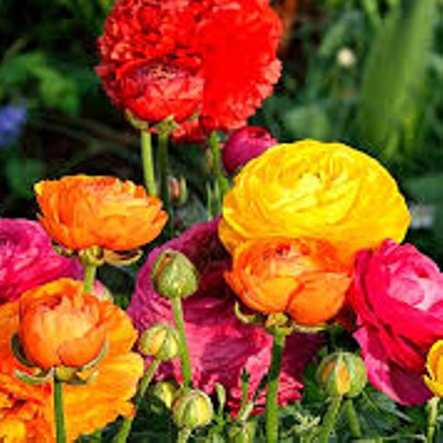 Mixed Ranunculus Flower Bulbs - Tanga